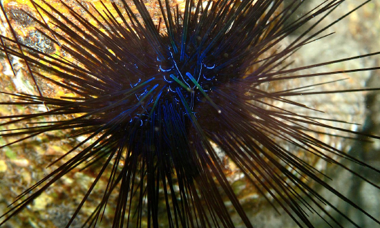  Echinothrix diadema (Black Hatpin Urchin)